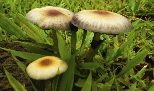Os 7 benefícios mais importantes para a saúde de cogumelos mágicos