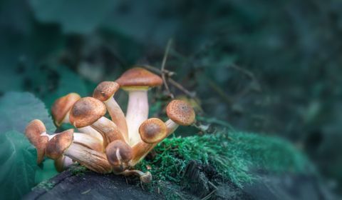 Como “cogumelos mágicos” podem tratar a depressão