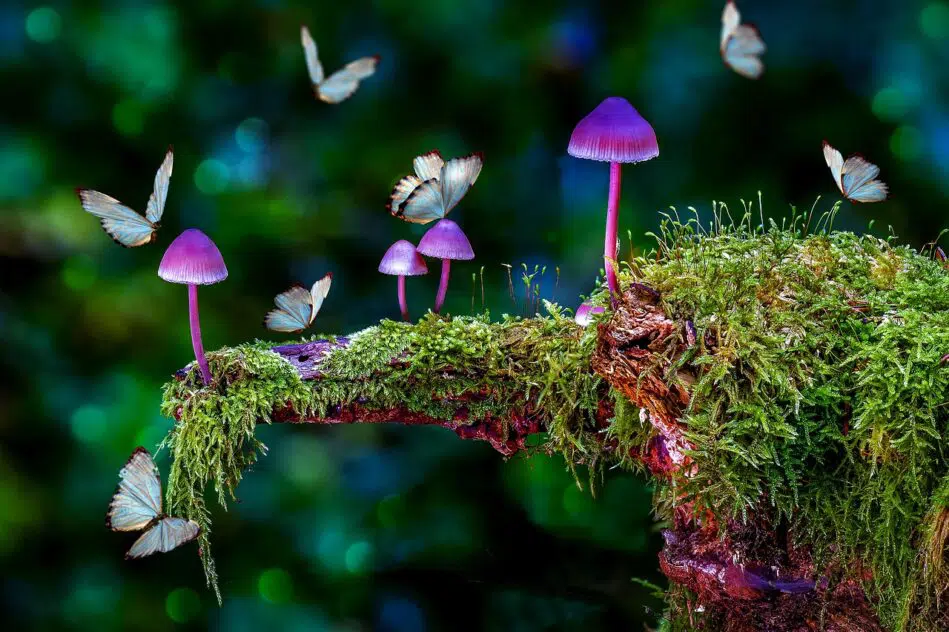 Novo estudo revela por que os cogumelos alucinógenos podem ser mais eficazes contra a depressão
